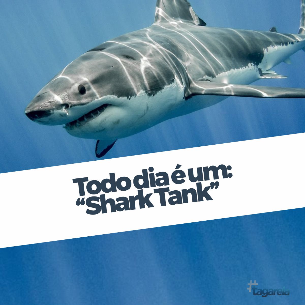 Tagarela School - Todo dia é um shark tank